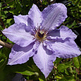 Клематис (Ломонос) гибридный Myosotis