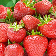 Земляника садовая Выставочная