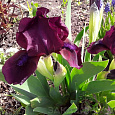 Ирис карликовый Демон