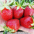 Земляника садовая Камароза