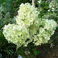 Гортензия метельчатая Диамантино