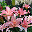Лилия азиатская махровая Афродита