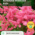 Астильба японская Koln