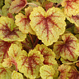 Гейхерелла  Gold Cascade