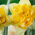 Нарцисс махровый Грейт Лип