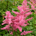 Астильба японская Jump and Jive