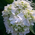 Гортензия крупнолистная Endless The Bride Гортензия крупнолистная Endless The Bride