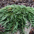 Можжевельник горизонтальный Pancake