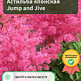 Астильба японская Jump and Jive
