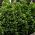 Туя западная Холмструп