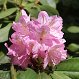 Рододендрон гибридный Синтиллейшн