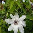 Клематис (Ломонос) гибридный Matka Urszula Ledochowska