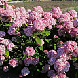Гортензия древовидная Мэджикал Пинкербелл Гортензия древовидная Мэджикал Пинкербелл