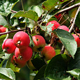 Яблоня Уральское розовое