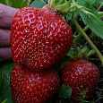 Земляника (Клубника) Русский Размер F1