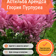Астильба Арендса Глория Пурпуреа Астильба Арендса Глория Пурпуреа