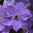 Клематис крупноцветковый Скайфолл