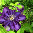 Клематис крупноцветковый Вивьен Пеннел