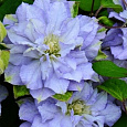 Клематис (Ломонос) гибридный Azure Ball