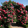Роза плетистая Розариум Ютерсен