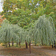 Ива белая Плакучая
