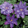 Клематис крупноцветковый Вивьен Пеннел
