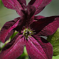Клематис (Ломонос) гибридный Black Prince