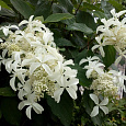 Гортензия метельчатая Грэйт Стар