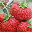 Земляника садовая Богота