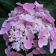 Гортензия крупнолистовая Твист энд Шаут