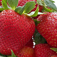Земляника садовая Монтерей