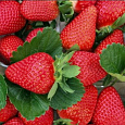 Земляника садовая Эми НАБОР 5ШТ Земляника садовая Эми НАБОР 5ШТ