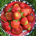 Земляника садовая Елизавета 2 Земляника садовая Елизавета 2