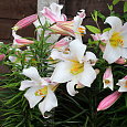 Лилия трубчатая Вайт Планет