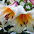 Лилия ОТ-гибрид Хай Ти
