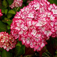 Гортензия крупнолистовая Сальса Гортензия крупнолистовая Сальса