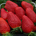 Земляника садовая Камароза